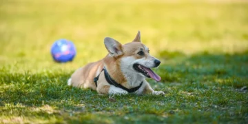 Golden Retriever lying on a shaded lawn, tongue out, looking tired after a hot day
