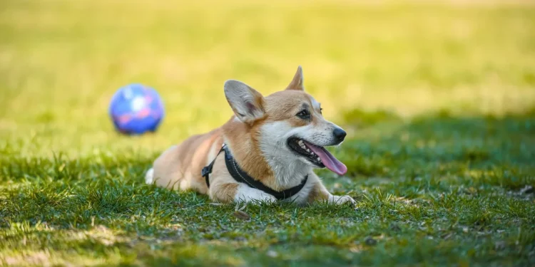 Golden Retriever lying on a shaded lawn, tongue out, looking tired after a hot day