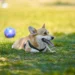 Golden Retriever lying on a shaded lawn, tongue out, looking tired after a hot day