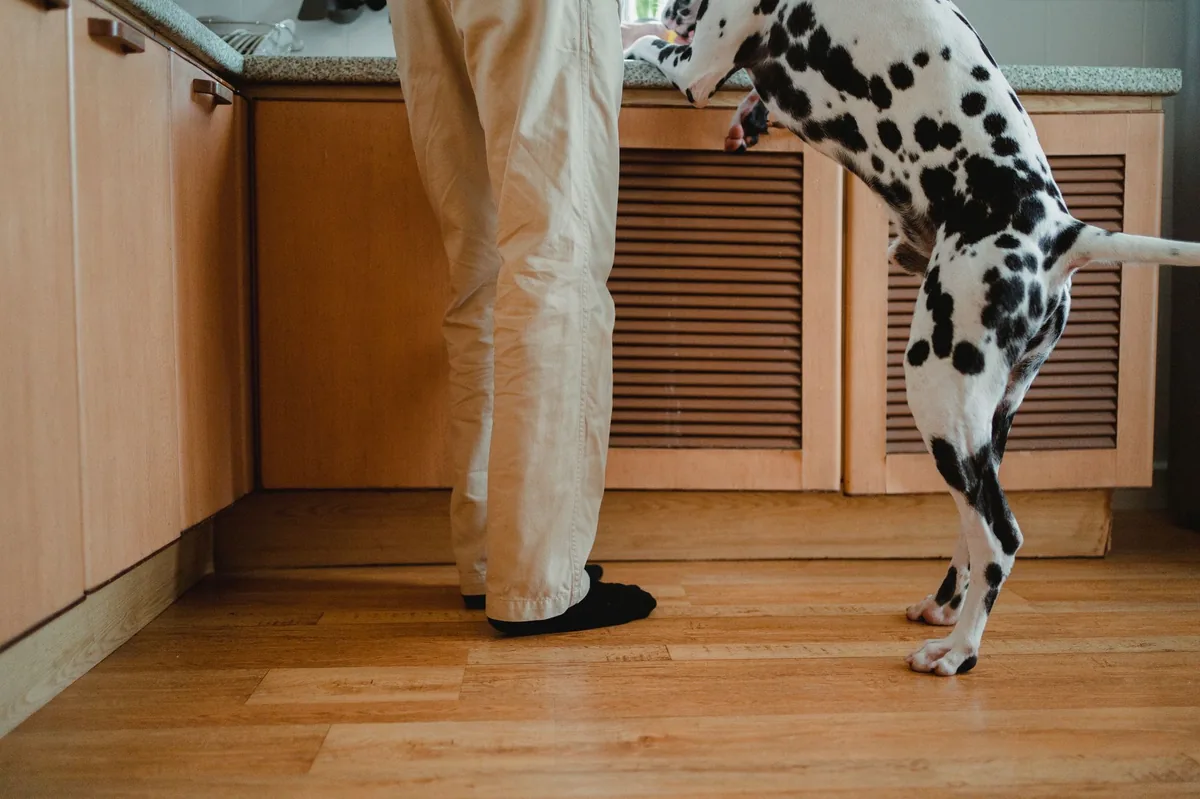 Close‑up of a dog's paw resting on a kitchen counter next to a bowl of kibble, illustrating a calm moment after a vet visit