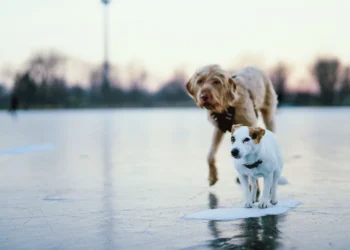 Golden Retriever with a slightly reddened paw, owner gently checking the pad in a snowy backyard