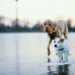 Golden Retriever with a slightly reddened paw, owner gently checking the pad in a snowy backyard
