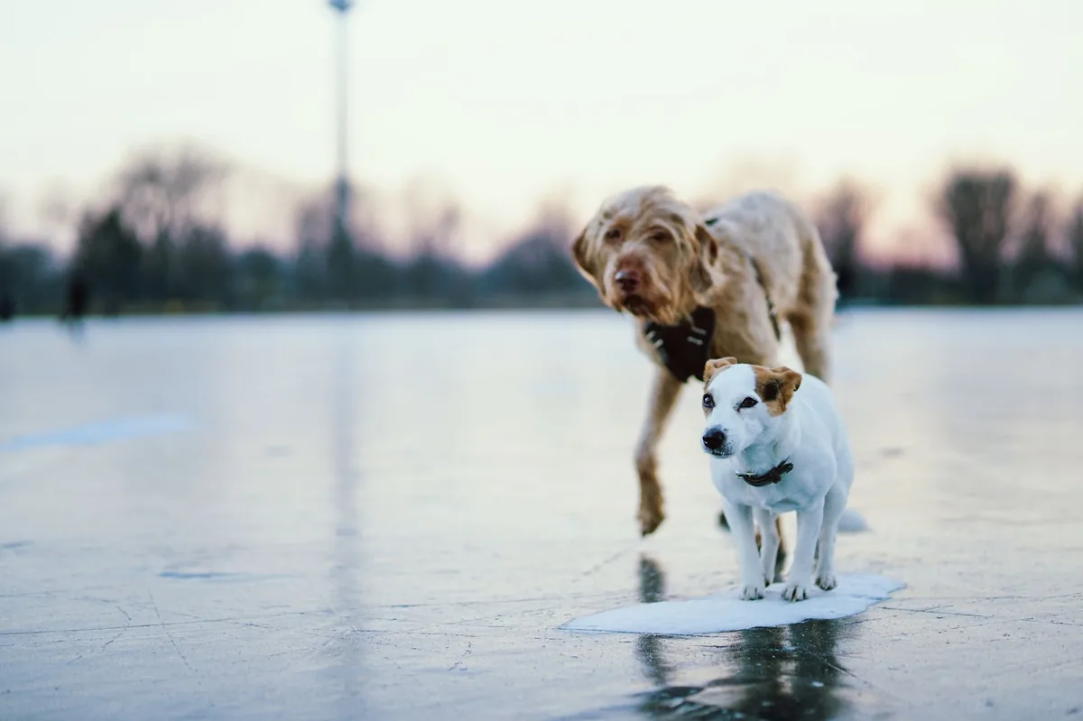 Golden Retriever with a slightly reddened paw, owner gently checking the pad in a snowy backyard