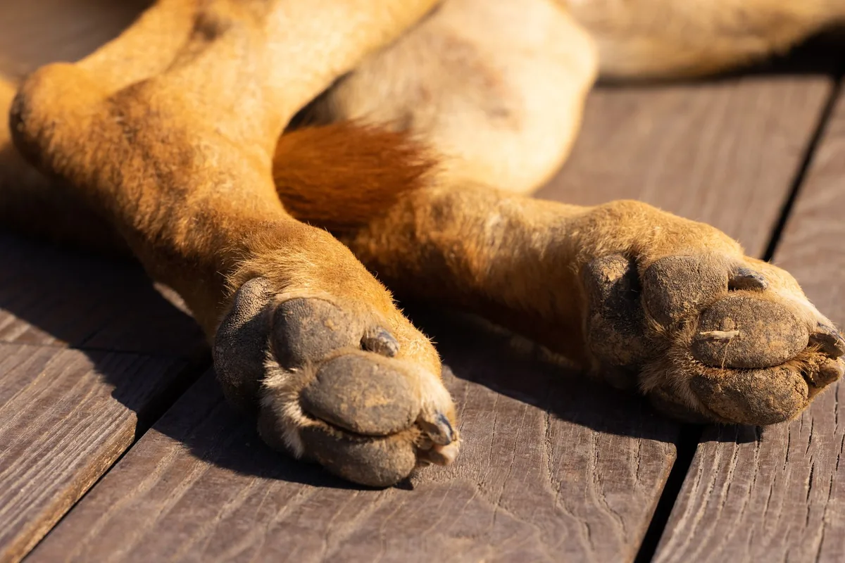 Close‑up of a dog’s paw showing a few raised red welts, the dog’s owner gently rubbing the paw with a calm expression