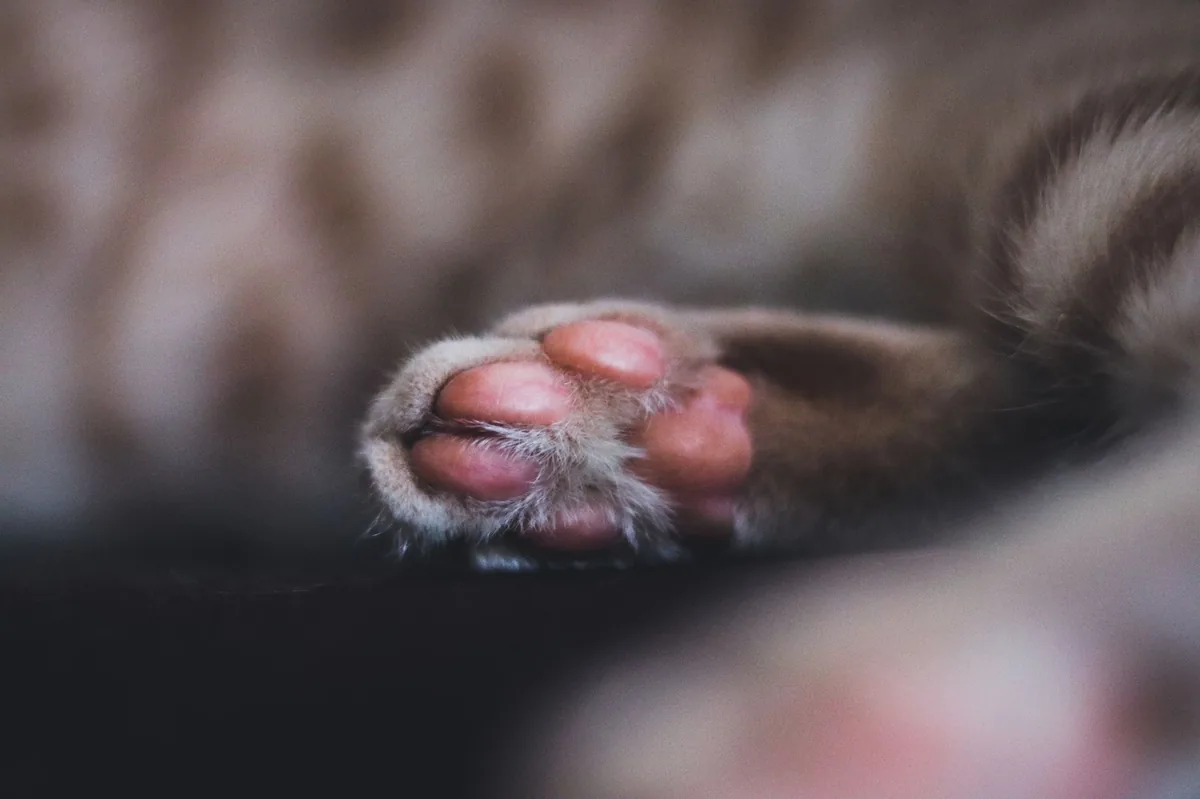 Close‑up of a dog's paw showing tiny purple spots and slight swelling, natural daylight in a living room