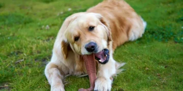 Golden Retriever chewing on a rubber toy while lying on a cozy rug, soft natural light, calm home setting
