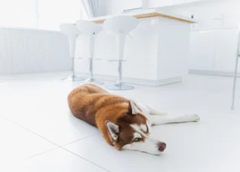 Golden Retriever with concerned owner checking fresh bright red stool on the floor, soft indoor lighting
