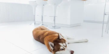 Golden Retriever with concerned owner checking fresh bright red stool on the floor, soft indoor lighting