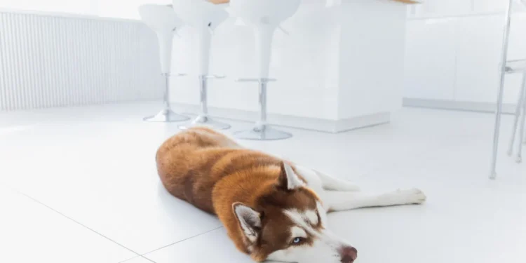 Golden Retriever with concerned owner checking fresh bright red stool on the floor, soft indoor lighting