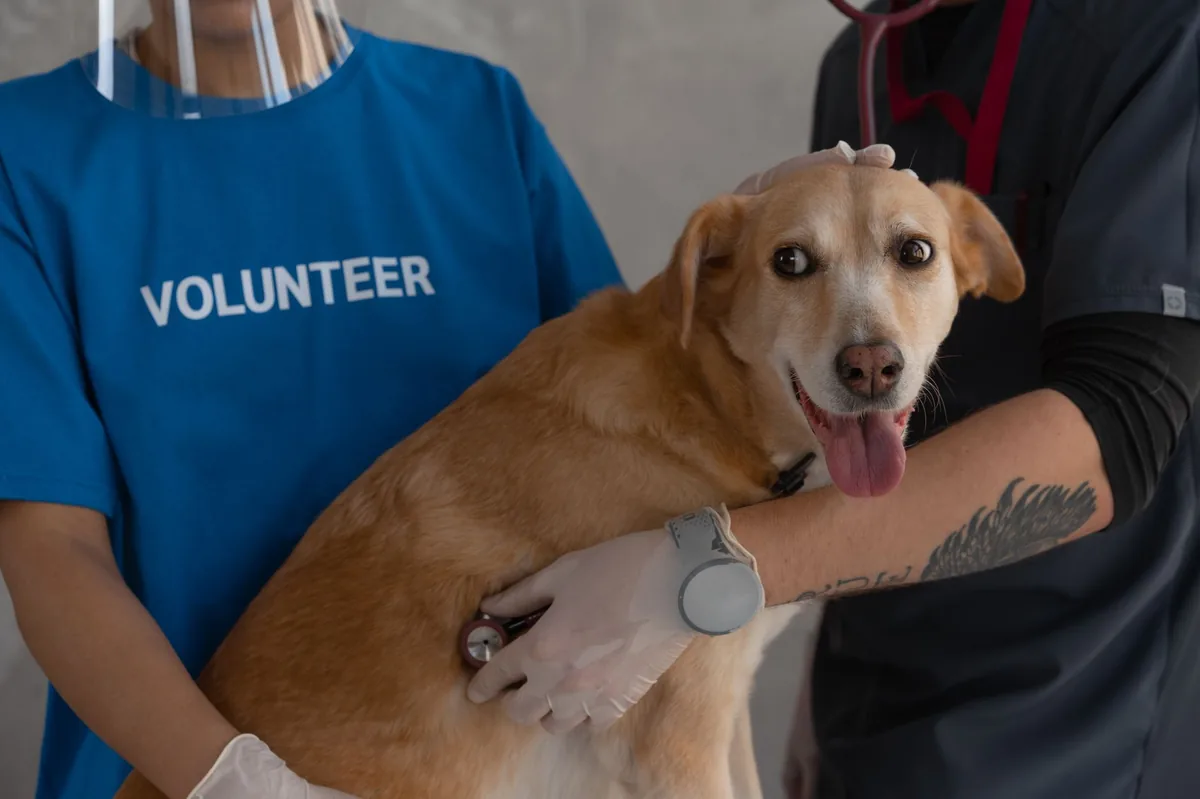 Veterinarian examining a dog’s abdomen with an ultrasound probe, calm clinic environment