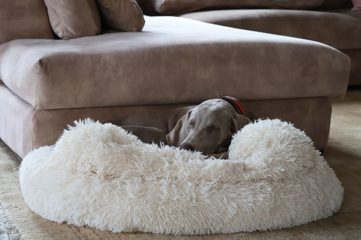 Dog recovering on a soft bed with a bowl of easy‑to‑digest food nearby, looking comfortable and content