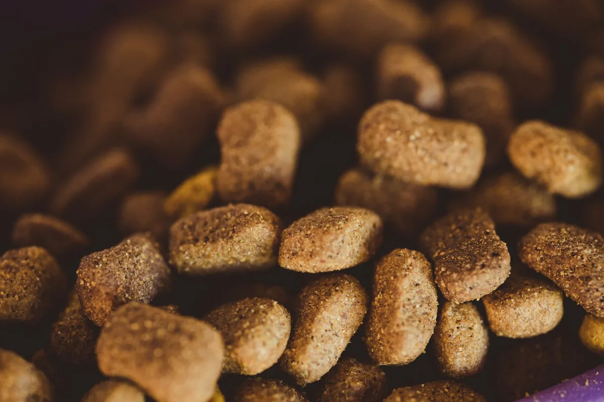 Veterinarian hand holding a fresh food bowl with kibble and fish oil for a dog recovering from oral surgery