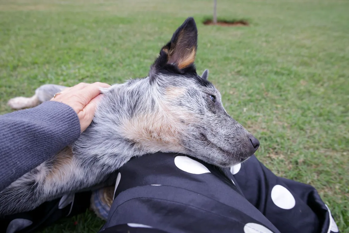 Dog owner gently checking a senior dog's back, hand on spine, soft natural lighting