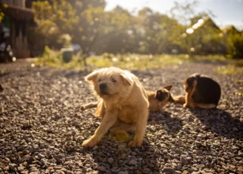 Golden Retriever with ears being examined, showing dark debris from ear mite infestation