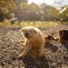 Golden Retriever with ears being examined, showing dark debris from ear mite infestation