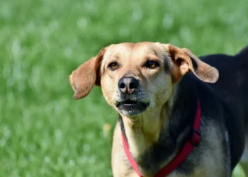 Milo the mixed-breed dog with a white spot on his right cornea, looking uncomfortable but still alert