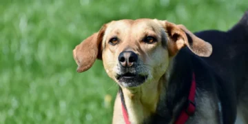 Milo the mixed-breed dog with a white spot on his right cornea, looking uncomfortable but still alert