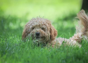 Golden Retriever lying on a rug, looking relaxed while a hand checks his gums for pale color