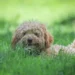 Golden Retriever lying on a rug, looking relaxed while a hand checks his gums for pale color