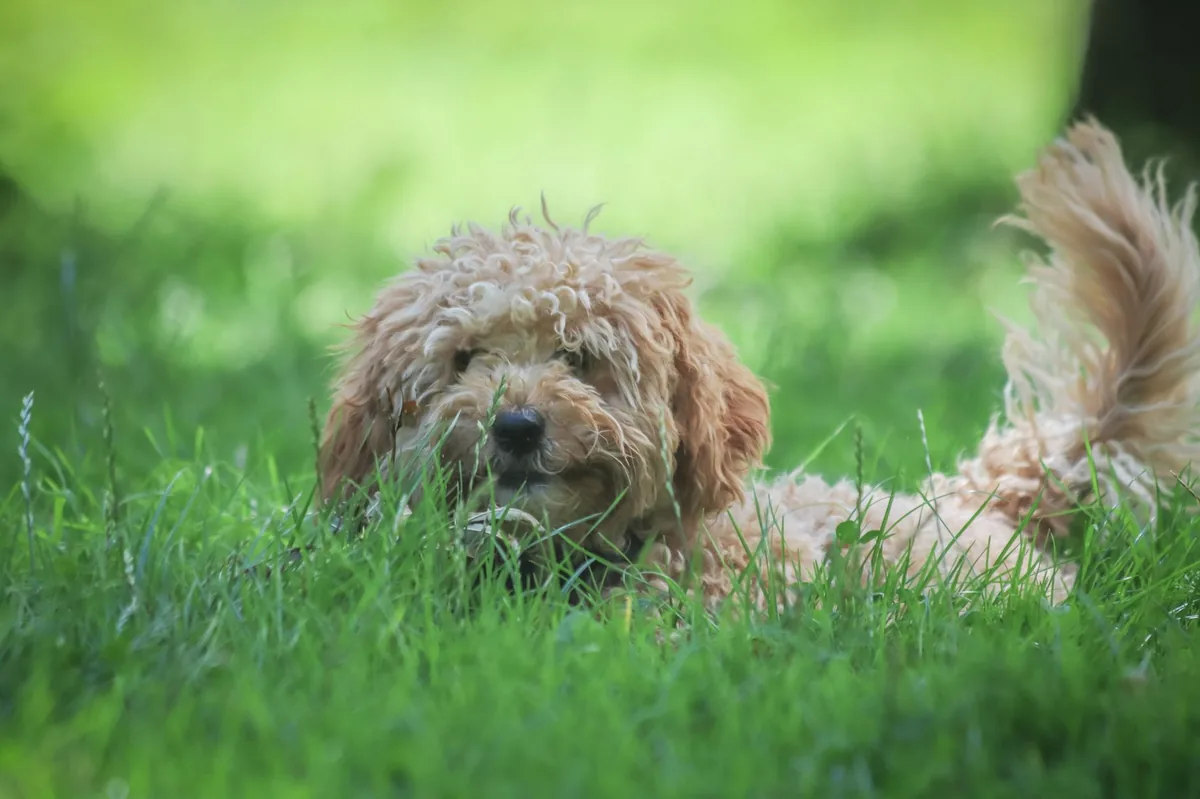 Golden Retriever lying on a rug, looking relaxed while a hand checks his gums for pale color