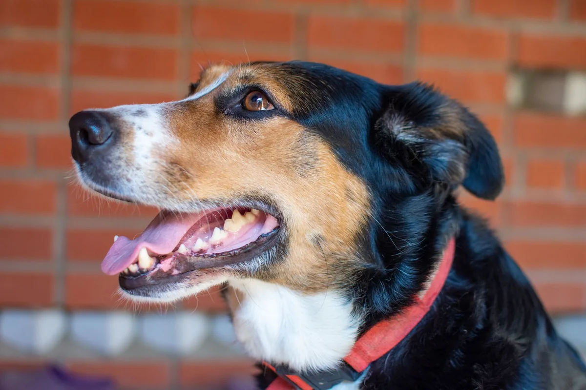 Close‑up of a dog's mouth showing clean teeth after a professional dental cleaning, with a veterinarian's gloved hand holding a dental scaler