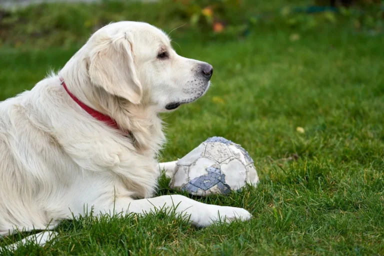 Conditions Due to Abnormal Secretions from a Tumor in Dogs