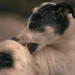 Boxer dog with a small lump on its side, owner gently palpating the area in a cozy living room