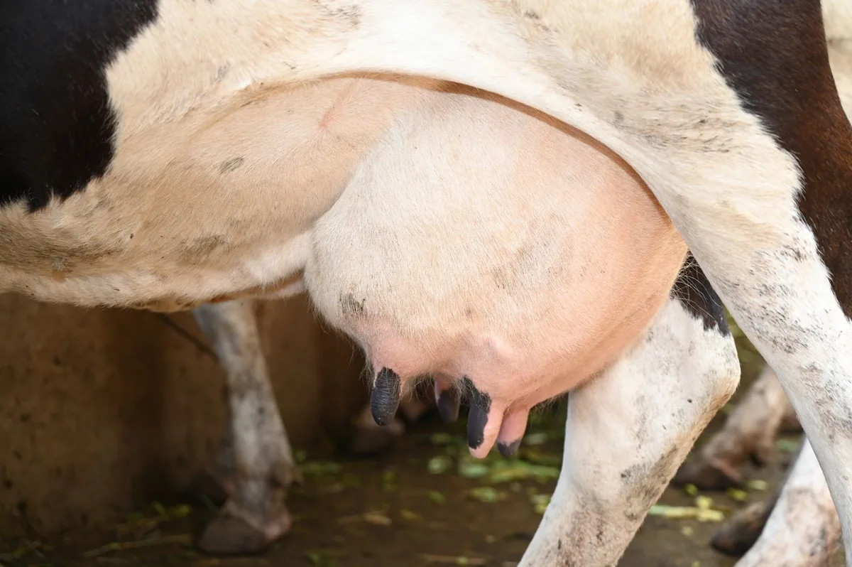 Close-up of a dog's udder with a red, swollen mammary gland, soft natural lighting, showing inflammation