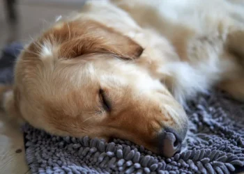 Golden Retriever lying on a soft rug, looking tired but alert, with a water bowl nearby