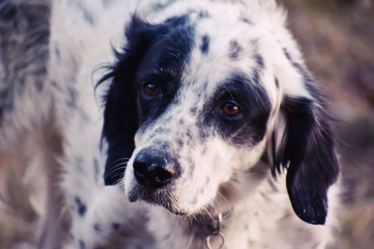 Golden Retriever lying on a soft rug, looking uncomfortable with a worried owner checking its hind end