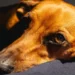 Puppy with watery eyes and a slight cough, looking sleepy on a soft rug in a cozy living room