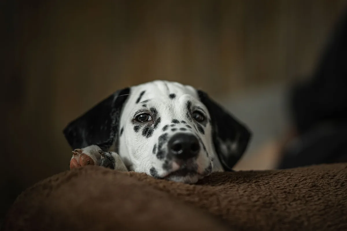 Senior Labrador Retriever resting on a soft bed, looking comfortable but tired