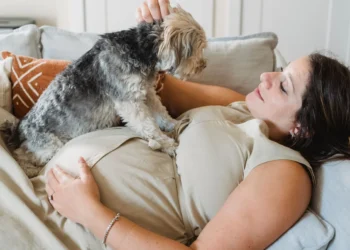 Golden Retriever Bella lying on a cozy blanket, gently whimpering as her belly contracts, soft evening light through a window