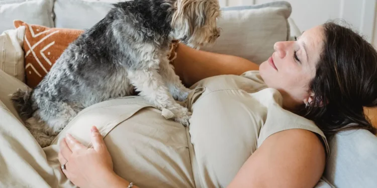 Golden Retriever Bella lying on a cozy blanket, gently whimpering as her belly contracts, soft evening light through a window