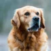 Senior Labrador Retriever resting on a soft bed, looking comfortable but tired