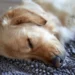 Golden Retriever lying on a soft rug, eyes half‑closed, appearing calm after a seizure