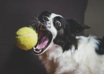 Close‑up of a dog’s pink gum lump, showing a small, firm epulis on the upper canine tooth