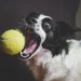 Close‑up of a dog’s pink gum lump, showing a small, firm epulis on the upper canine tooth
