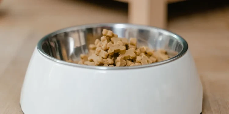 Golden Retriever sitting beside a kitchen counter with a bowl of kibble, owner checking the dog's gums