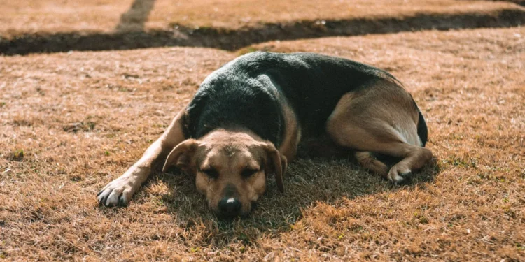 Golden Retriever mid‑run on a grassy field, one hind leg wobbling as the dog begins to collapse