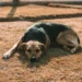 Golden Retriever mid‑run on a grassy field, one hind leg wobbling as the dog begins to collapse