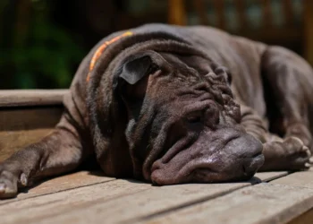 Shar-Pei dog lying on a soft rug, ears slightly swollen and eyes a bit dull, indicating early fever signs