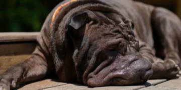 Shar-Pei dog lying on a soft rug, ears slightly swollen and eyes a bit dull, indicating early fever signs
