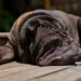Shar-Pei dog lying on a soft rug, ears slightly swollen and eyes a bit dull, indicating early fever signs