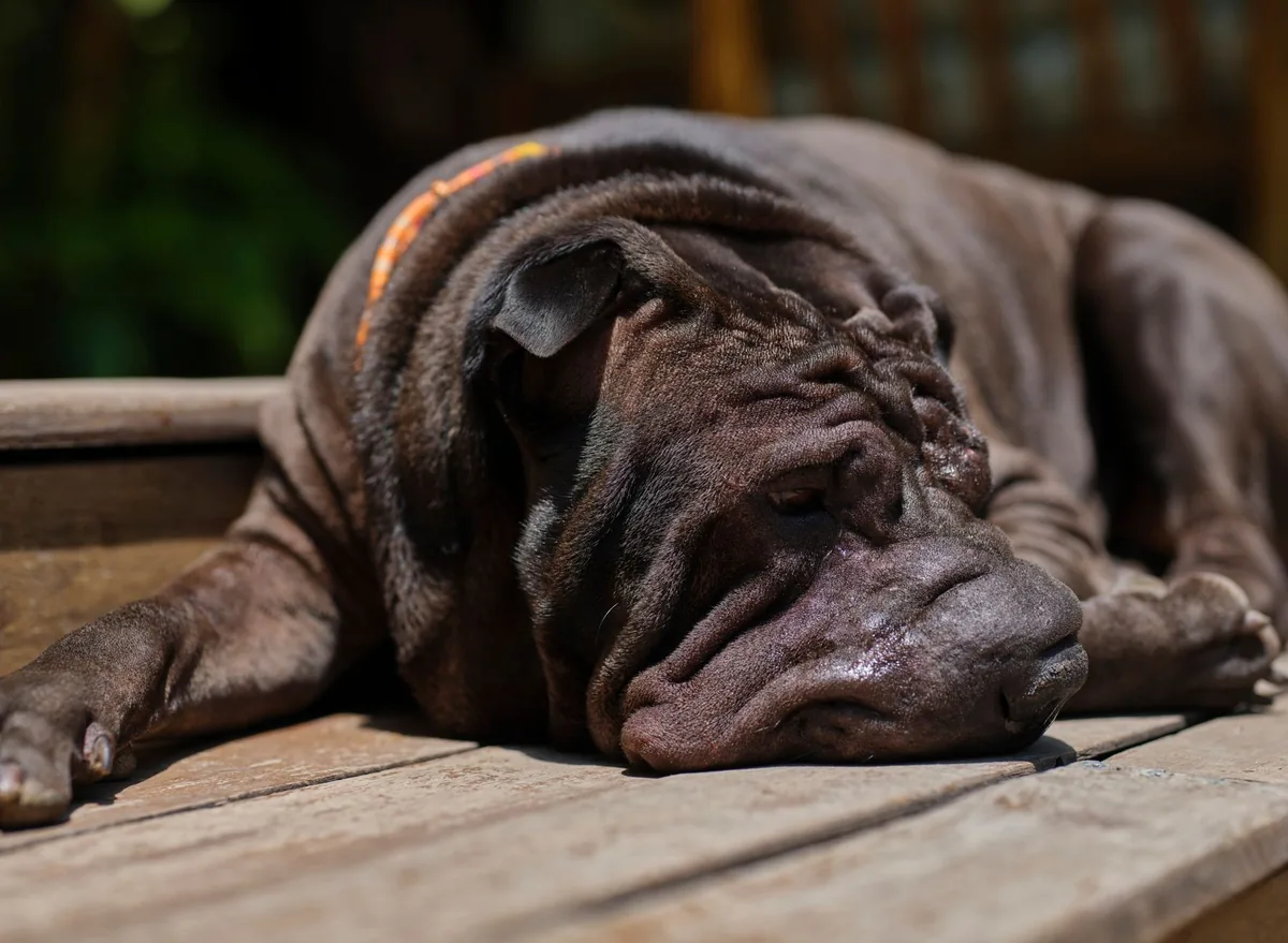 Shar-Pei dog lying on a soft rug, ears slightly swollen and eyes a bit dull, indicating early fever signs
