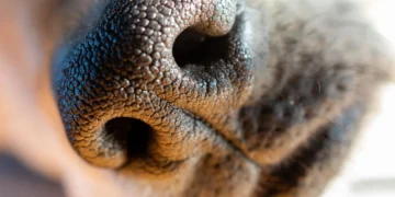 Golden Retriever with a soft, visible lump on the flank, owner gently feeling the area