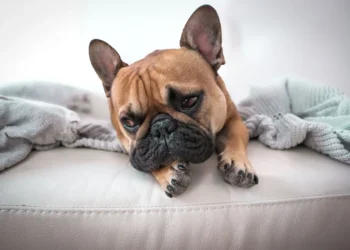 Young French Bulldog with stiff hind legs, looking toward the camera in a cozy living room