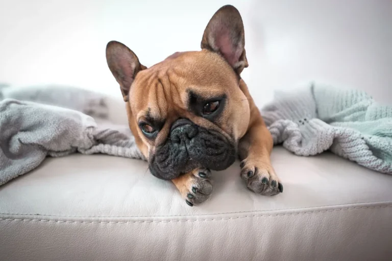 Mucopolysaccharidoses in Dogs