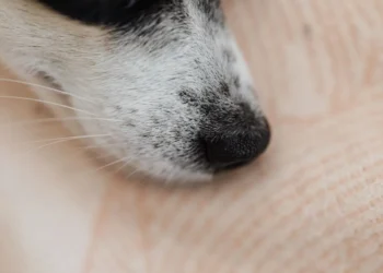 Senior Labrador Retriever with a slight facial swelling and nasal discharge, looking curious but a bit uncomfortable