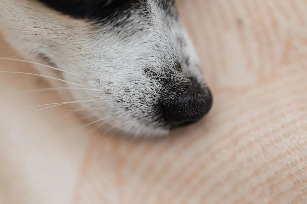 Senior Labrador Retriever with a slight facial swelling and nasal discharge, looking curious but a bit uncomfortable